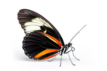 Fototapeta na wymiar Beautiful Sapho Longwing butterfly isolated on a white background . Side view