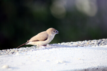 White-throated munia or Indian Silverbill (Euodice malabarica) foraging on rooftop : (pix Sanjiv...