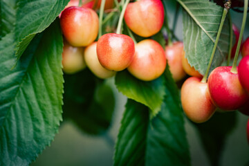 Ripe sweet cherries on the tree branch in the summer orchard. Shallow depth of field.