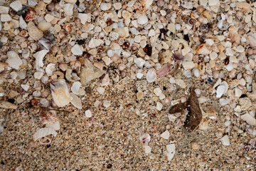 shells on the beach, background photo 