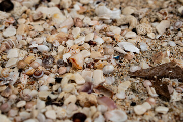 shells on the beach, background photo 