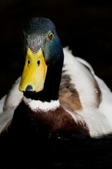 Portrait einer männlichen Ente und schwarzem Hintergrund