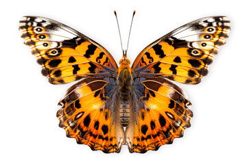 Beautiful Nymphalidae butterfly isolated on a white background with clipping path