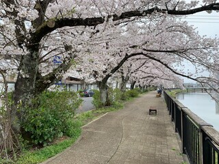 Obraz premium 古利根川の桜景色