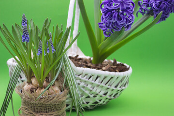 Vibrant Hyacinth Bloom in Woven Basket