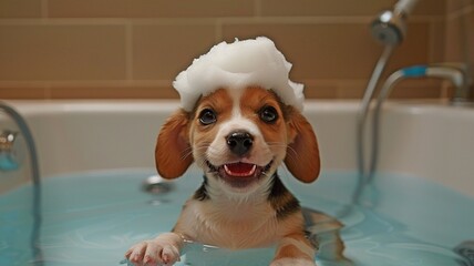 Bath foam on his head, joyful puppy beagle with his paws over the side of the tub