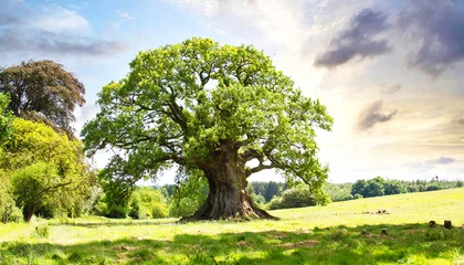 Foto op Plexiglas 공원 속 큰 나무 (big tree)  © 광길 박