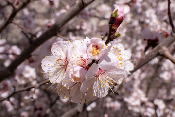 Close up of flower blossom on tree branch in natural landscape
