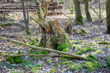 Beautiful green moss growing on a tree