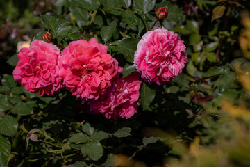 Pink flowers on rose bush, member of Rose family, forming groundcover