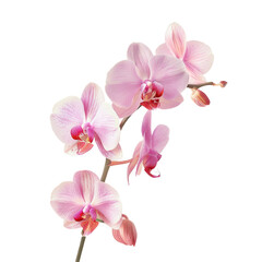 Obraz na płótnie Canvas Three pink flowers on a stem