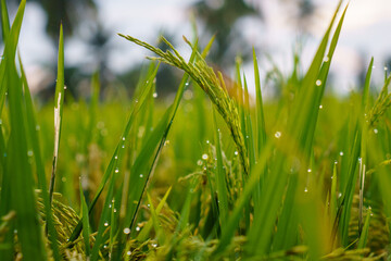 Close up of green rice with dew drops on the leaves. View of green rice fields in the morning with sunlight.