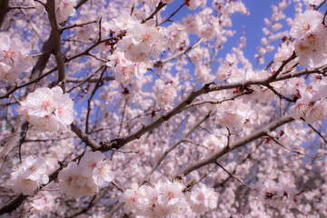 Prunus tree adorned with pink flowers under the blue sky in natural landscape