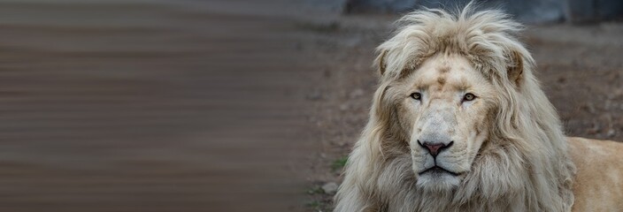 The white lion in all his glory