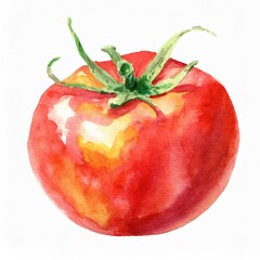 Pomidor ilustracja