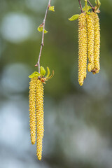 Flowering birch, Betula L. 
In Polesie, birch trees bloom in mid-spring and actively gather dust for 2-3 weeks. Her “earrings” attract attention.

