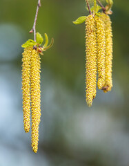 Flowering birch, Betula L. 
In Polesie, birch trees bloom in mid-spring and actively gather dust for 2-3 weeks. Her &ldquo;earrings&rdquo; attract attention.

