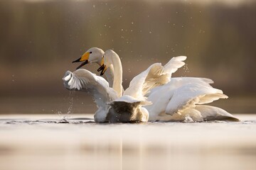 Whooper swans łabędzie krzykliwe © Huerto