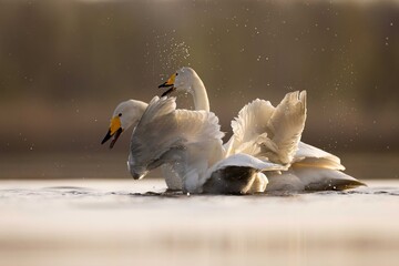 Whooper swans łabędzie krzykliwe © Huerto