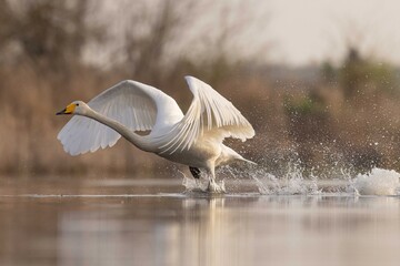 Whooper swans łabędzie krzykliwe © Huerto