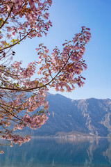 Beautiful pink flowers  of Empress tree ( Paulownia tomentosa ) on sunny spring day. Montenegro, Kotor Bay