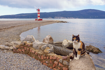 Beautiful Mediterranean landscape on a cloudy March day.  Montenegro, Adriatic Sea. Coast of Bay of Kotor near Tivat city. Pebble beach with lighthouse. Homeless cat sits on stones