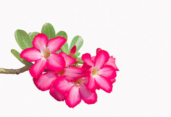Fototapeta na wymiar Isolated bouquet of pink Adenium on a white background is a colorful plant with beautiful flowers, nicknamed Desert Rose.