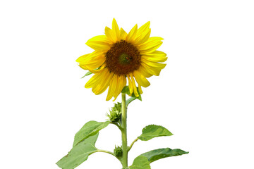 Isolated bouquet of sunflowers on a white background.