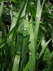 dew on grass - 778070981