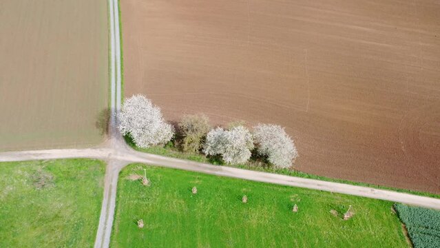 Drohne fliegt &uuml;ber Feld an Wegkreuzung mit bl&uuml;henden B&auml;umen im Fr&uuml;hling, Luftaufnahme