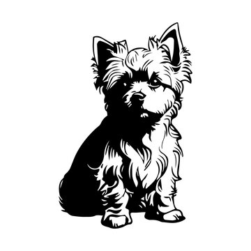 Yorkshire Terrier Dog breed vector image Isolated black silhouette on white background Cute line art illustration 
