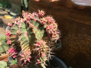 cactus and pink thorn in the garden