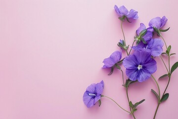 purple flowers on a pink background - obrazy, fototapety, plakaty