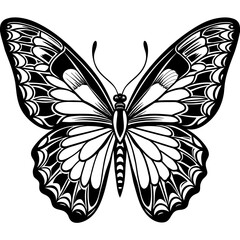   Butterfly vector illustration.


