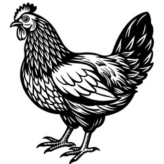 Fototapeta na wymiar chicken vector illustration 