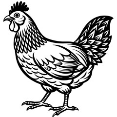 Fototapeta na wymiar chicken vector illustration 