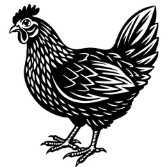  chicken vector illustration

