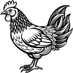  chicken vector illustration
