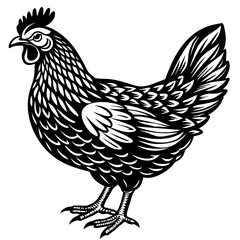  chicken vector illustration
