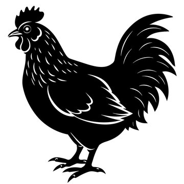  chicken vector illustration
