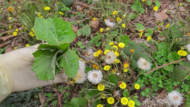 Coltsfoot in natural ambient, picking leaves (Tussilago farfara) - (4K)