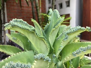 aloe vera plant in garden