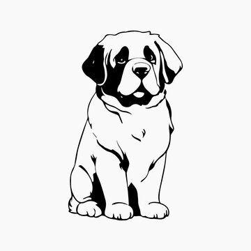 Saint Bernard Dog breed vector image Isolated black silhouette on white background Cute line art illustration 
