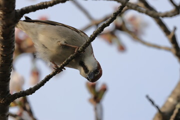Runsset Sparrow sucking Cherry Blossom honey