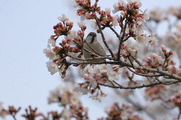 Runsset Sparrow sucking Cherry Blossom honey