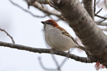 Runsset Sparrow sucking Cherry Blossom honey