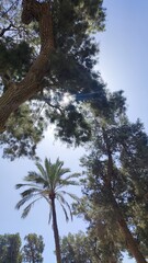 pine tree and sky