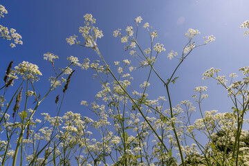 grass and flowers weeds growing in the field in the summer