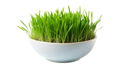 A bowl on planting green grass isolated on transparent background.