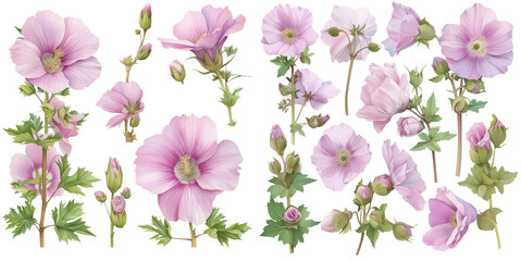 Watercolor mallow clipart for graphic resources